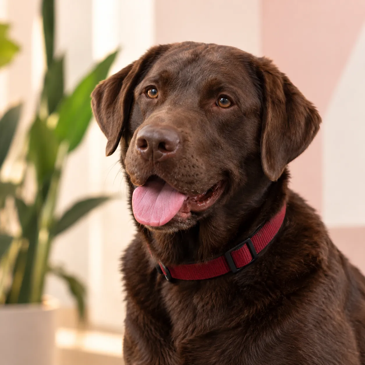 Choco, il labrador cioccolato dello studio, con il collare rosso